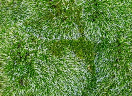 Dew drops on bright green grassの写真素材