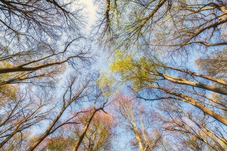 Green tree tops in spring forest