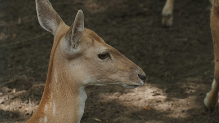 Deer animal spotted baby closeupの写真素材