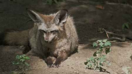 Bat Eared Fox animal portraitの写真素材