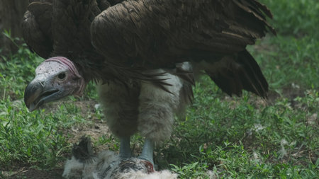 Vulture bird feeding on the grassの写真素材
