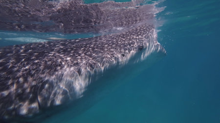 Whale shark and other fish eating in sea, huge oceanic animal, underwaterの写真素材