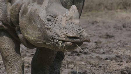 White Rhinoceros eating grassの写真素材