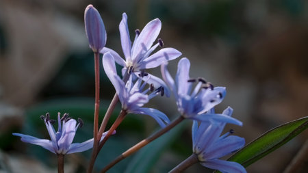 Close up of blue scilla siberica flowers in bloom.