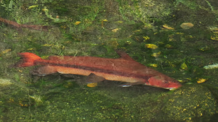 Big red fish feeding underwater environment filled with green plantsの写真素材