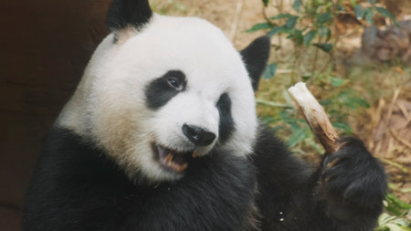 Cute giant panda bear eating bamboo close upの写真素材
