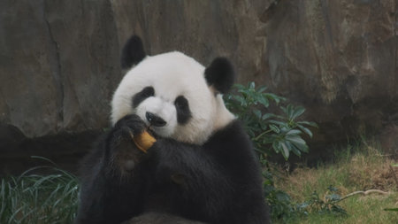 Cute giant panda bear eating bambooの写真素材