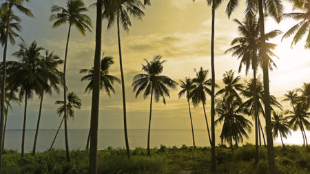 Sea and coconut palm trees on tropical island at sunset