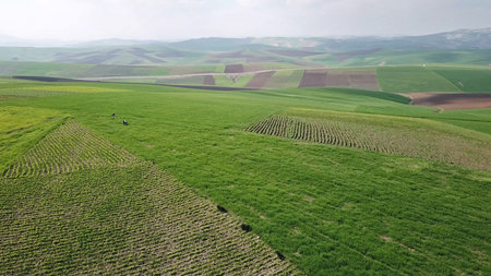 Aerial landscape with hilly agricultural fields in Morocco, Africa