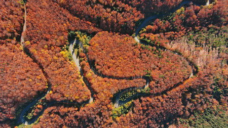 Aerial top view of curved road trough autumn forest