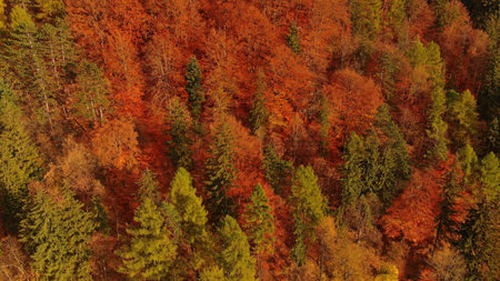 Aerial of autumn forest in Carpathian mountains