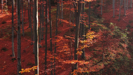 Leaves are falling in bright autumn forest, sunny day, aerial view