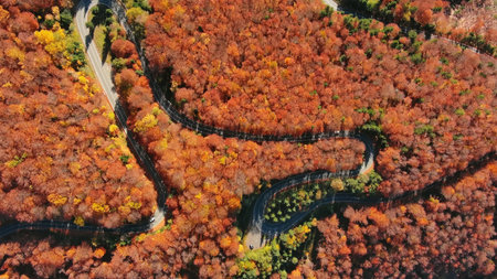 Aerial top view of curved road through the bright autumn forest. Hi mountain pass in Transylvania,...