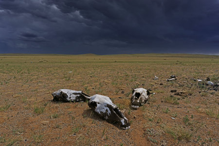 Skulls in steppe and storm mammatus clouds, dramatic sky backgroundの写真素材