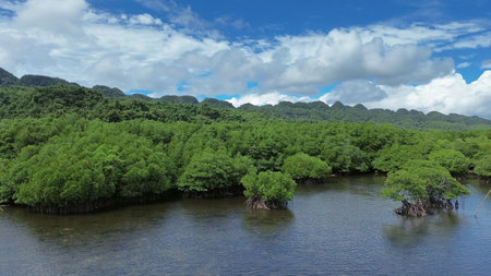 Aerial view of lush mangrove sea landscape in tropical coastal region, Bohol island, Philippines