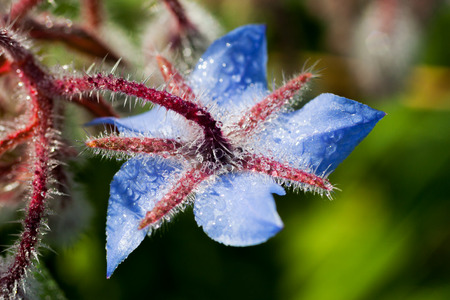 Spring flower in natureの写真素材