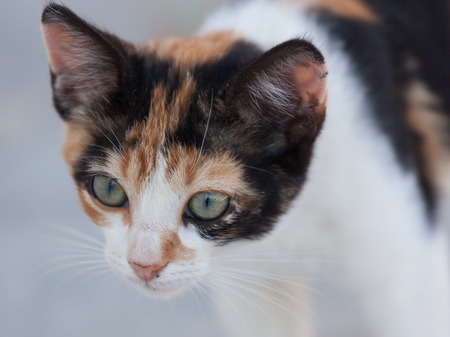 Cat faceの写真素材