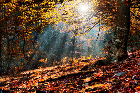 Autumn forestの写真素材