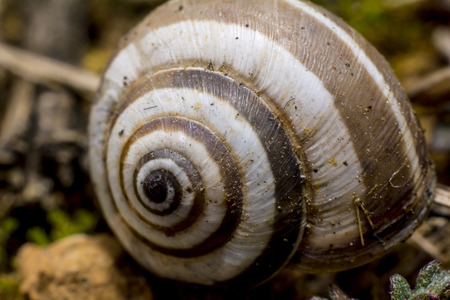 Snail naturalの写真素材