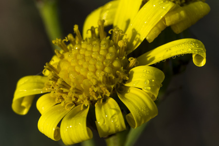 Marguerite and water dropsの写真素材