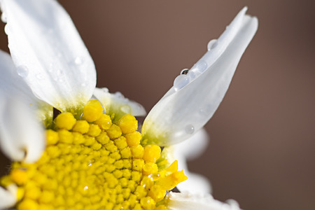 Marguerite and water dropsの写真素材