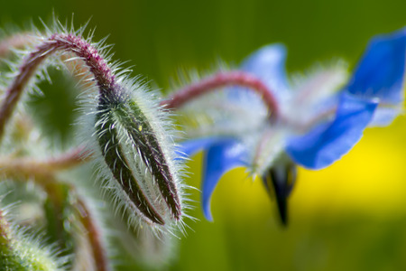 Borago officinalisの写真素材