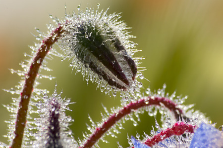 Borago officinalisの写真素材