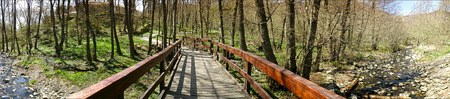 Panoramic forestの写真素材