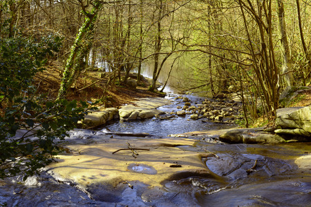 Forest and river. Montseny Natural Park. Spainの写真素材
