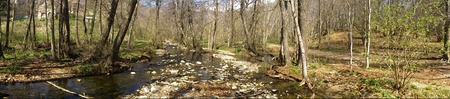 Panoramic forestの写真素材