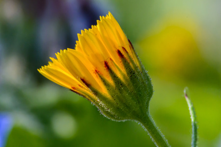 Spring Flowerの写真素材