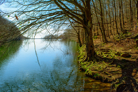 Forest and river. Montseny Natural Park. Spainの写真素材