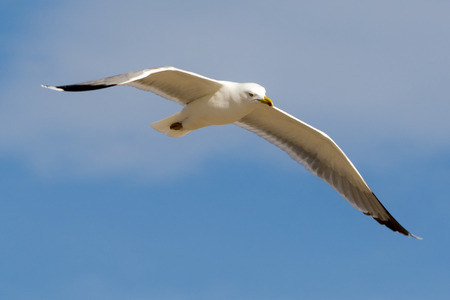 Seagull flying and blue skyの写真素材