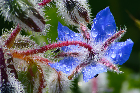 Borago officinalisの写真素材