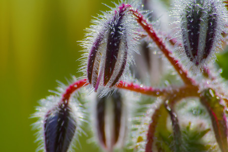Borago officinalisの写真素材