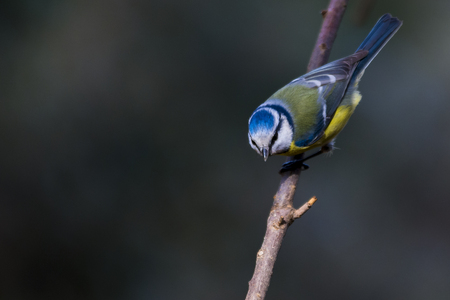 Tit bird. Herrerillo in spanish. Cyanistes caeruleusの写真素材