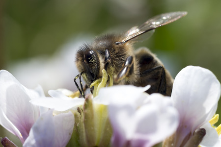 Bee and flowerの写真素材
