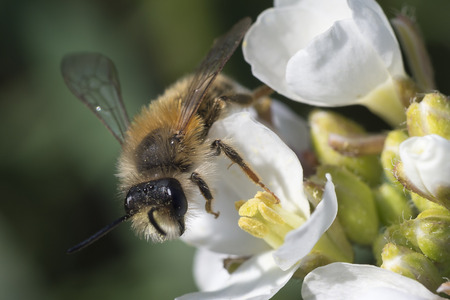 Bee and flowerの写真素材