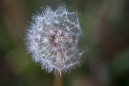 Spring flower in Spainの写真素材