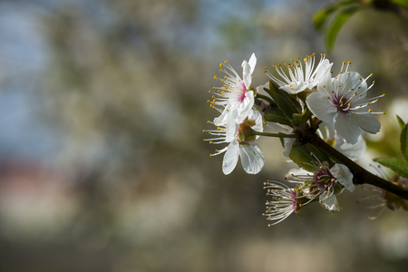 Spring flower in Spainの写真素材