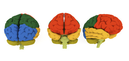 Brain illustration