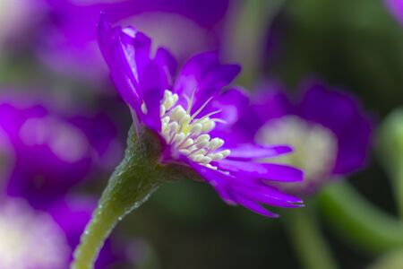 Background of colorful flowers in full nature in autumn.の写真素材