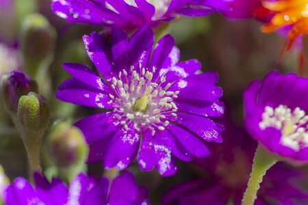 Background of colorful flowers in full nature in autumn.の写真素材