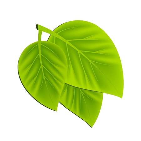 Two green leaves on white backgroundのイラスト素材