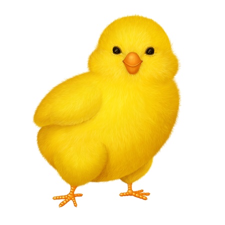 Pretty bright yellow chicken isolated on white background  Illustrationの写真素材