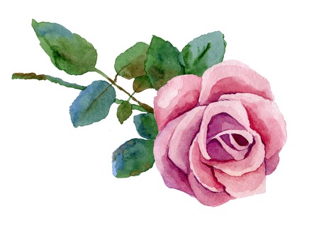 Watercolor pink rose isolated on white backgroundの写真素材
