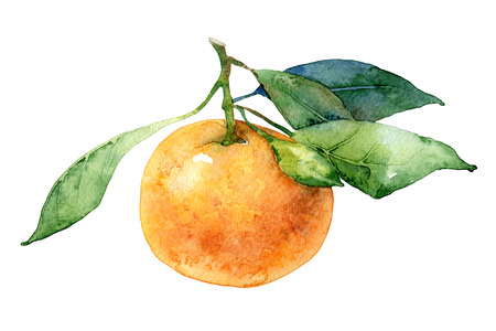 Single mandarin with leaves isolated on white background. Watercolor illustrationの写真素材