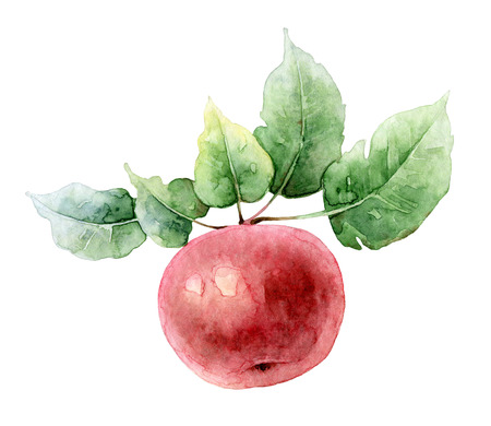 Single bright red watercolor apple on a branch with leaves. Watercolor illustrationの写真素材