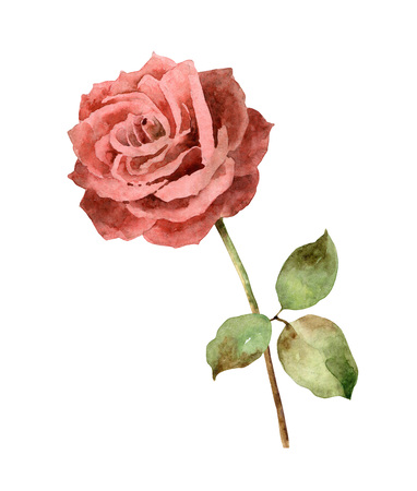Watercolor rose on white backgroundの写真素材