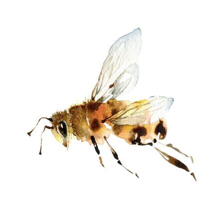 Watercolor cute bee on white backgroundの写真素材